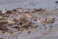 /album/photogallery/bar-tailed-godwits-tanji-jpg/